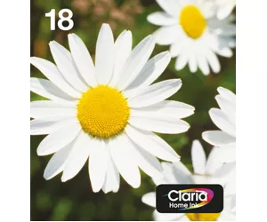 Epson Daisy C13T18064511