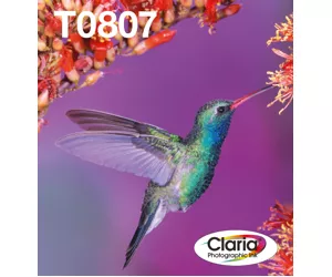 Epson Hummingbird T0807